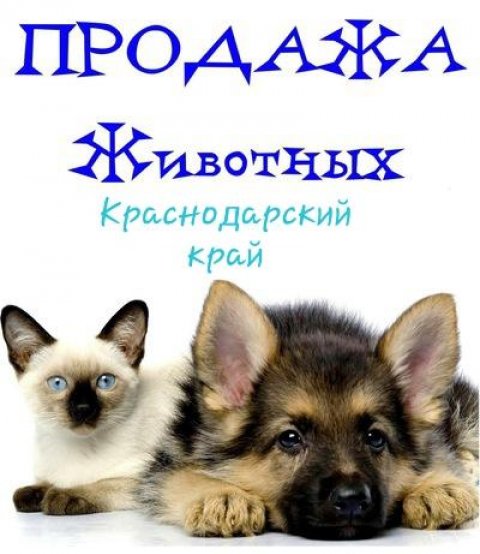 Продажа! Обмен! Животные Крамнодарский край!
