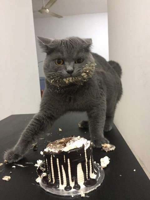 Котики и тортики /// Cats&Cakes