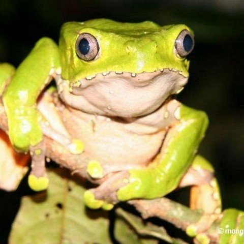 Jesus Frog