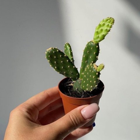 Gro.plants