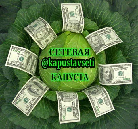 СЕТЕВАЯ КАПУСТА