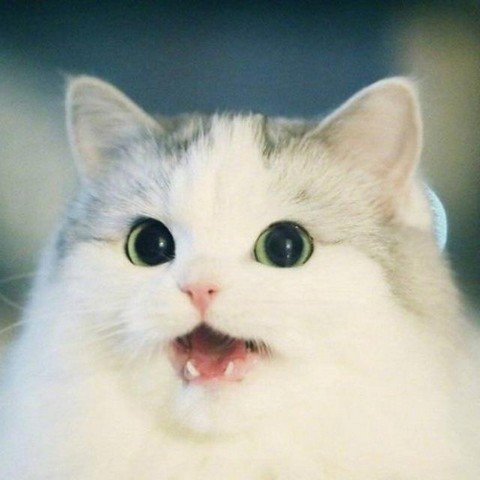 Catmemes