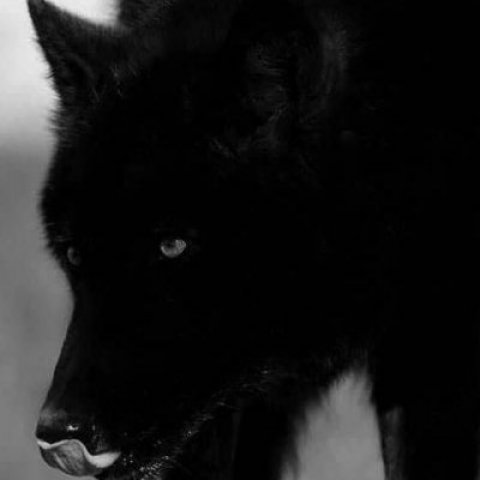 #BLACK WOLF#