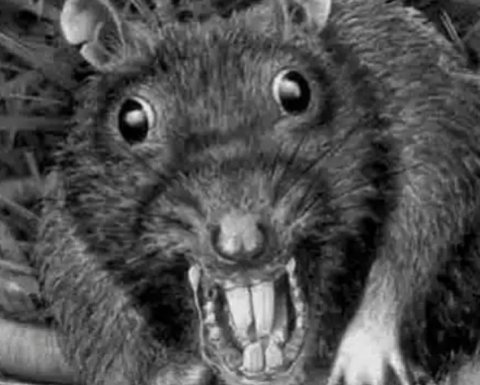🐀Г🅿️УППА К🅿️ЫС🐁