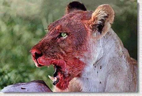Wild Animals
