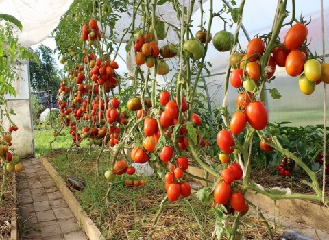 🍓Садоводы-любители🍅🥒