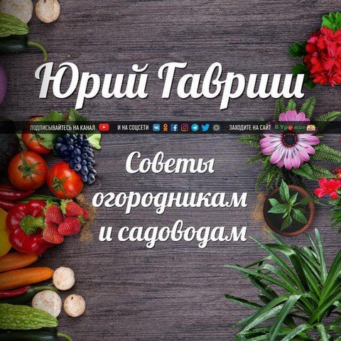 Советы огородникам и садоводам