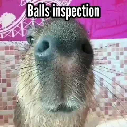 Balls inspection