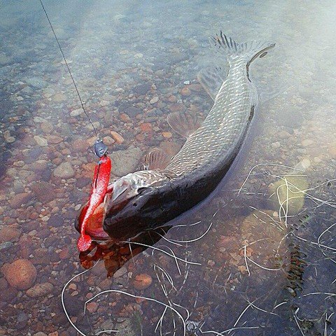 WTFishing