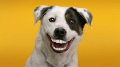 Animalsdam