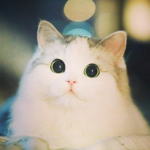 Телега