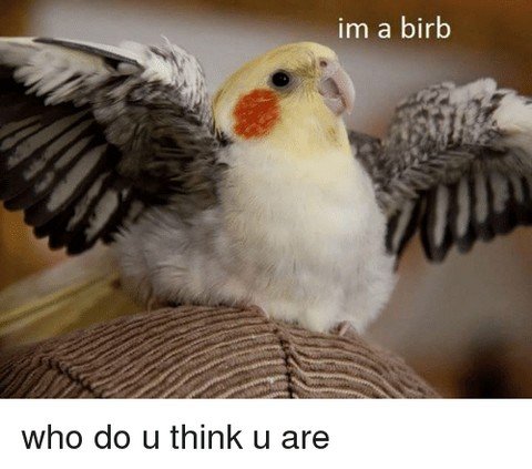 Birb Life