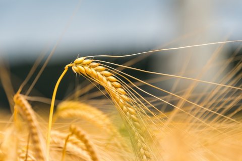 Ссылки Ставропольского края