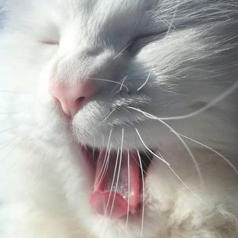 c a t