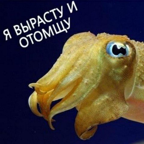 OCTOPUS_NEWS