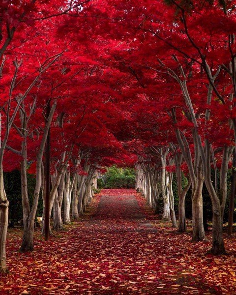 Amazing world