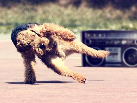 Dog Music