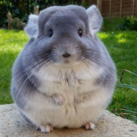 Для хозяев Шиншилл