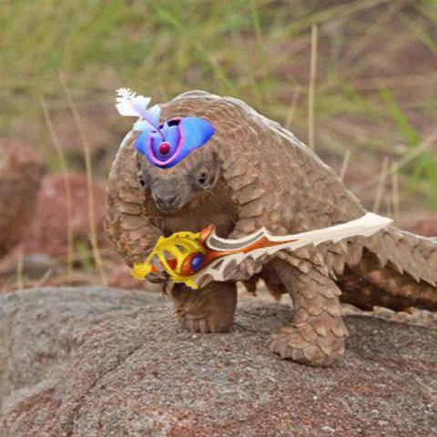 Dota pango