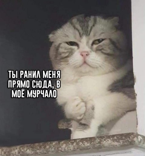 Кот наоборот)