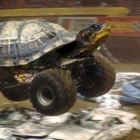 PiqTurtle