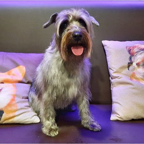 frauschnauzer