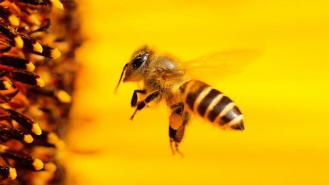 Все о пчелах