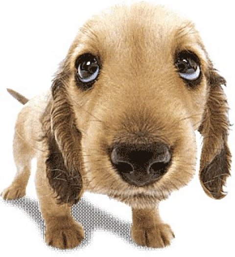 Buddy Catalog о домашних питомцах