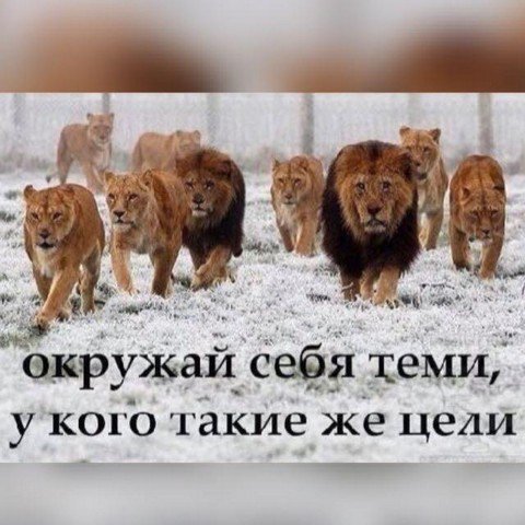 Elusive pride