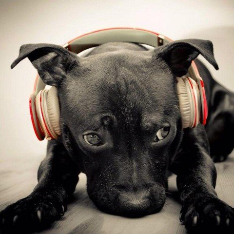 musik_is_life
