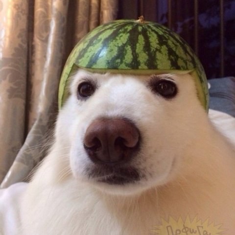 Смешнявка | Юмор