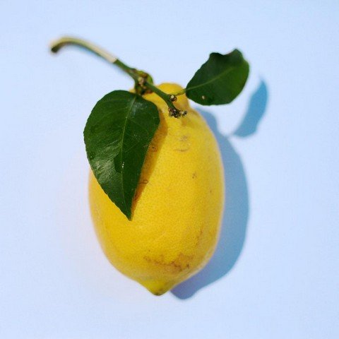 Lemon Hedge