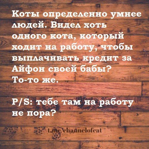 Твой Кот