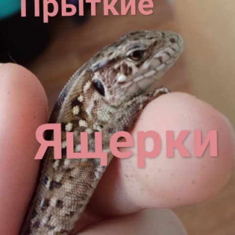 Наши ящерки♡𓆈