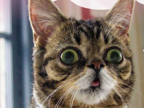 Сумашедшие коты