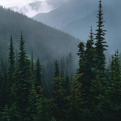 Лесная литература | Книги о лесе