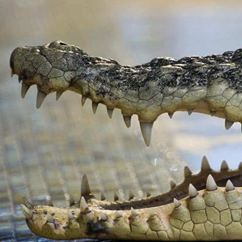 Ямальский крокодил
