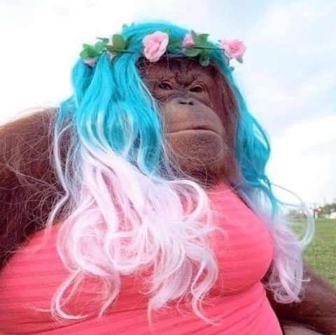 Funky Monkey