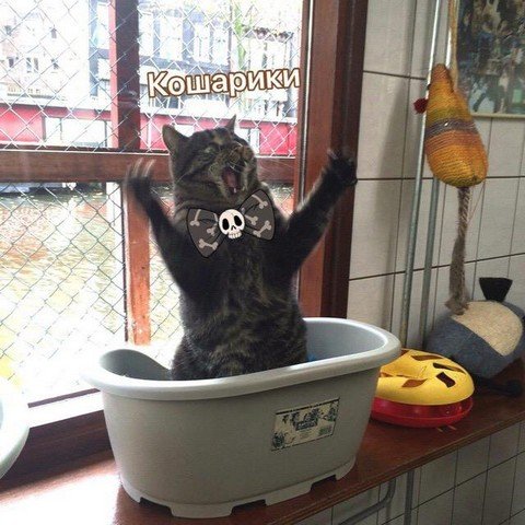 кОШарИки
