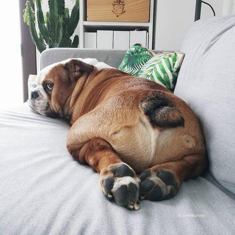 Funny Bulldogs