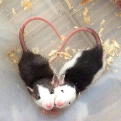 Rats house