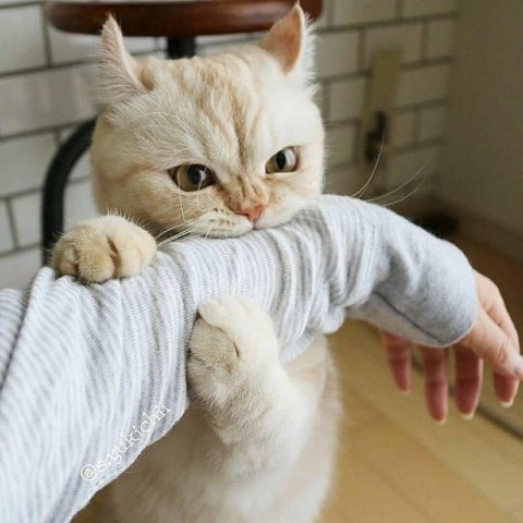 Кошачий хвост
