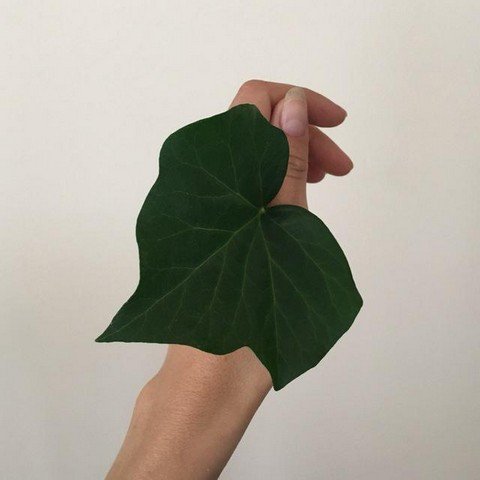 Сообщество фотографов любителей