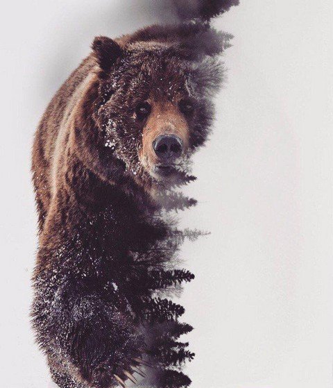 GoomyBear