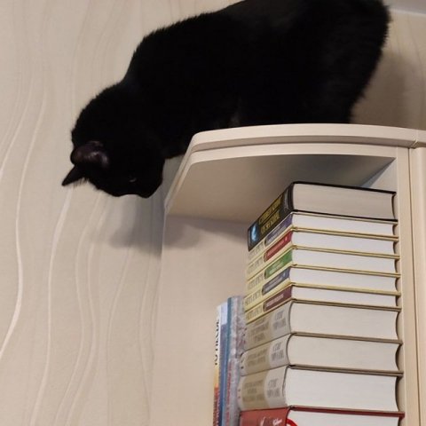 Лёлик, Маркиз & книги 🙋🏻‍♀😼📚
