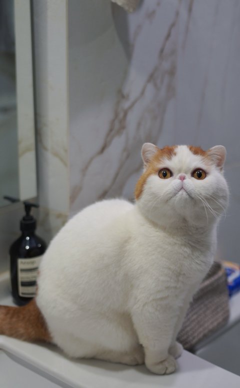 Cat Snoopy