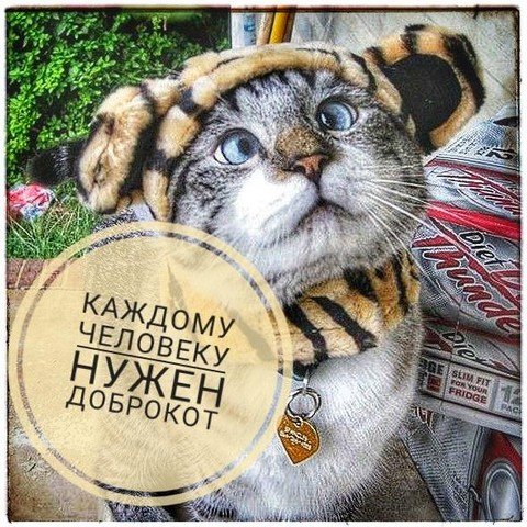 Доброкот