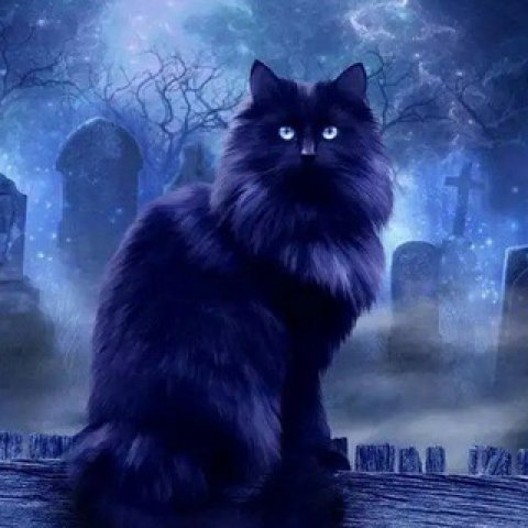 Черный кот